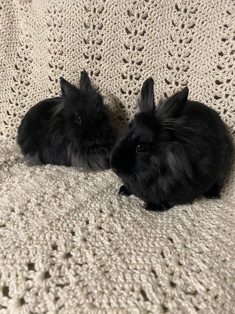 Enlarge Kohlrabi and Kabocha, an adoptable Lionhead in Coralville, IA image 1/6