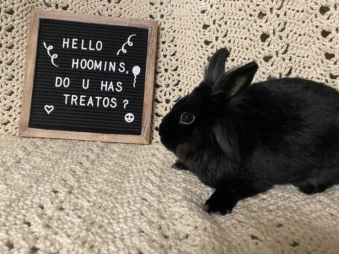 Enlarge Kohlrabi and Kabocha, an adoptable Lionhead in Coralville, IA image 2/6