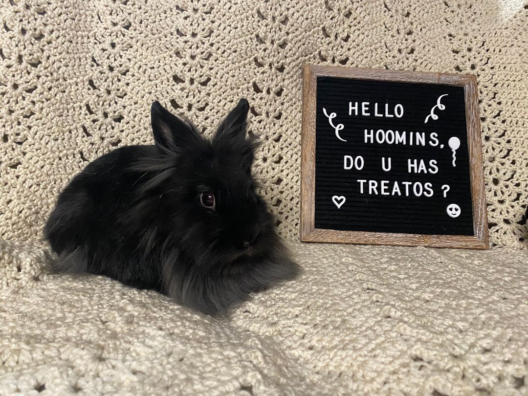 Enlarge Kohlrabi and Kabocha, an adoptable Lionhead in Coralville, IA image 3/6