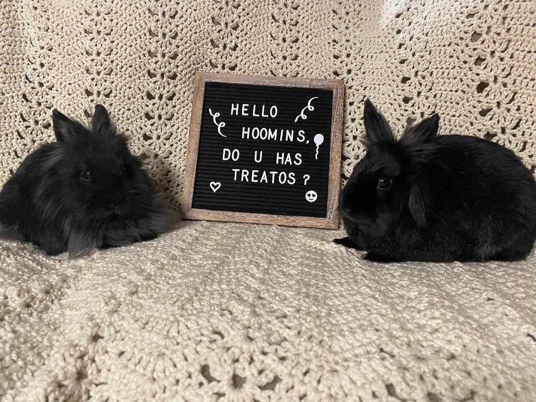 Enlarge Kohlrabi and Kabocha, an adoptable Lionhead in Coralville, IA image 5/6
