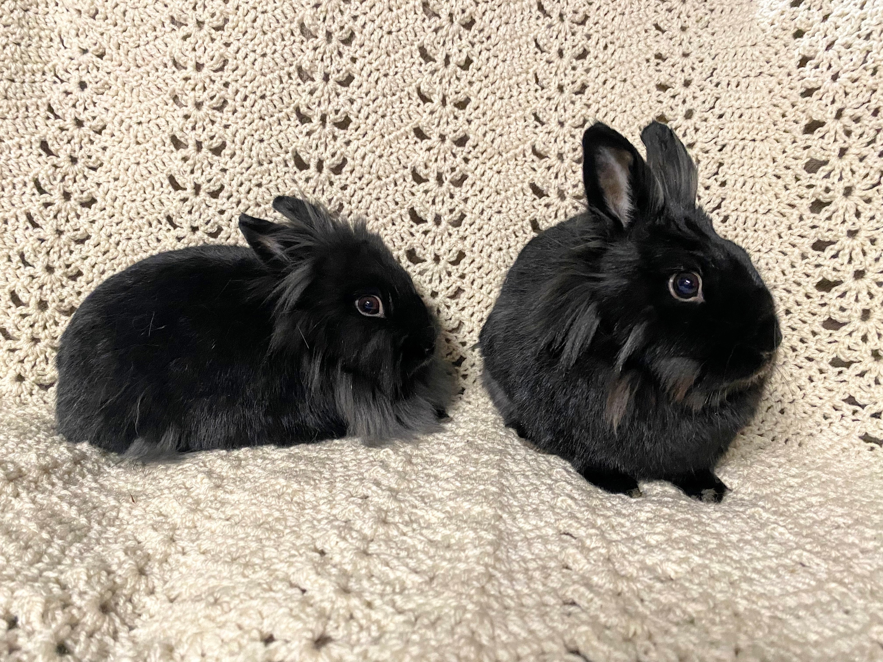 Enlarge Kohlrabi and Kabocha, an adoptable Lionhead in Coralville, IA image 6/6
