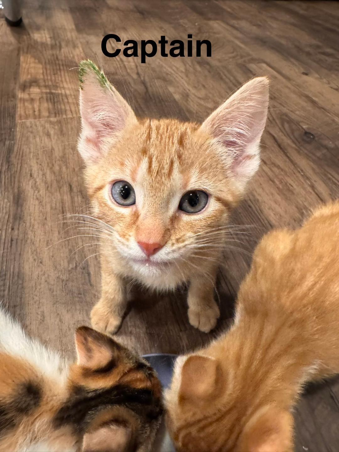 Enlarge Captain, an adopted Domestic Short Hair in Mokena, IL image 1/1