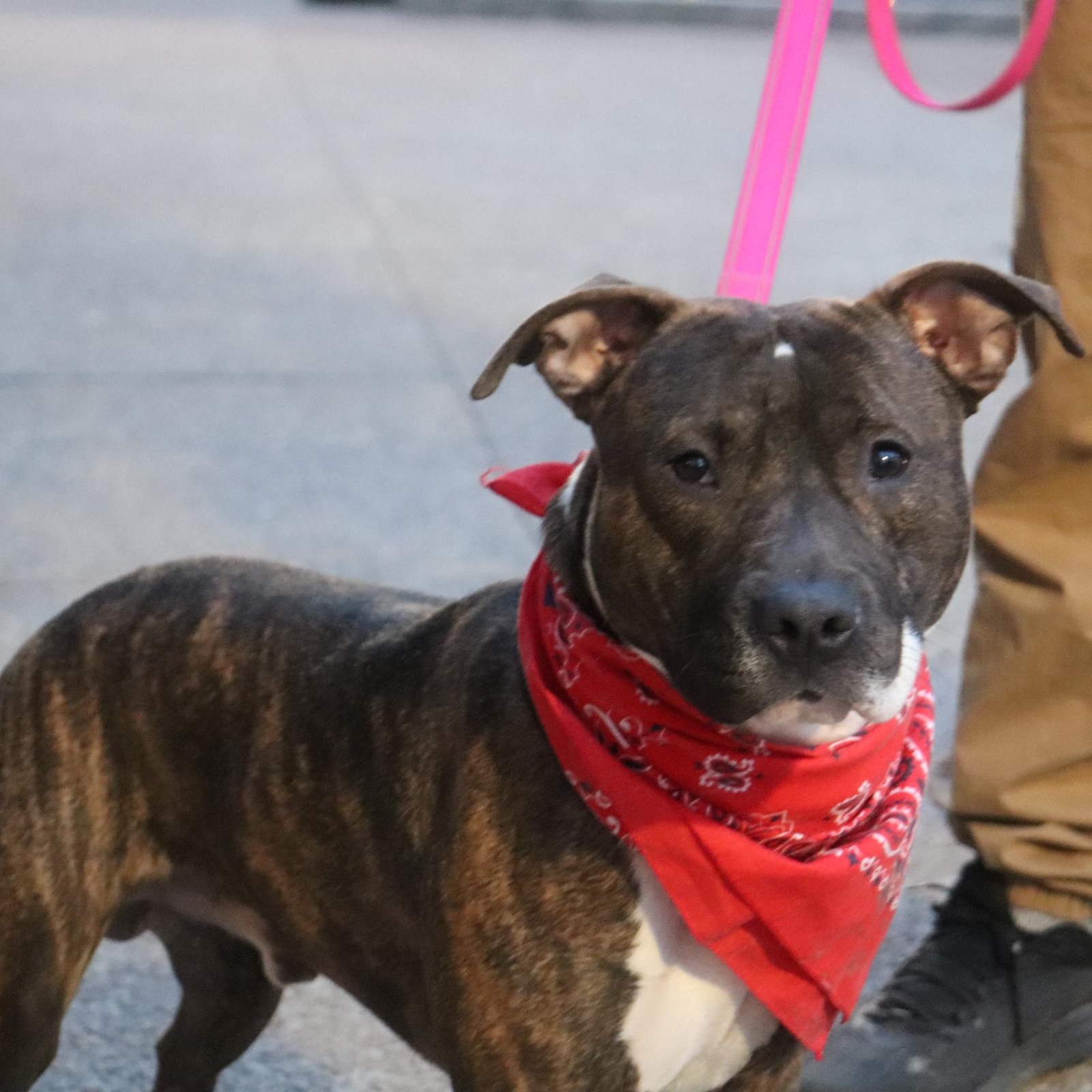 Enlarge Evan, a ADOPTABLE mixed breed in Buffalo, NY image 1/6