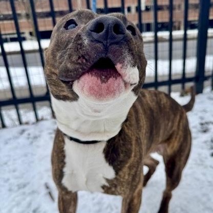 Enlarge Evan, a ADOPTABLE mixed breed in Buffalo, NY image 5/6