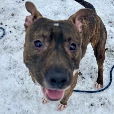 Enlarge Evan, a ADOPTABLE mixed breed in Buffalo, NY image 2/6