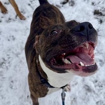 Enlarge Evan, a ADOPTABLE mixed breed in Buffalo, NY image 6/6