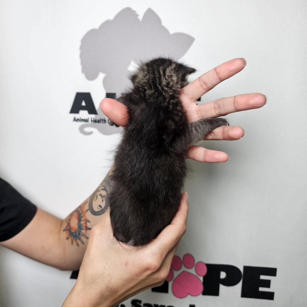 Beaver, a Adoptable mixed breed in Milton, FL image 1/2