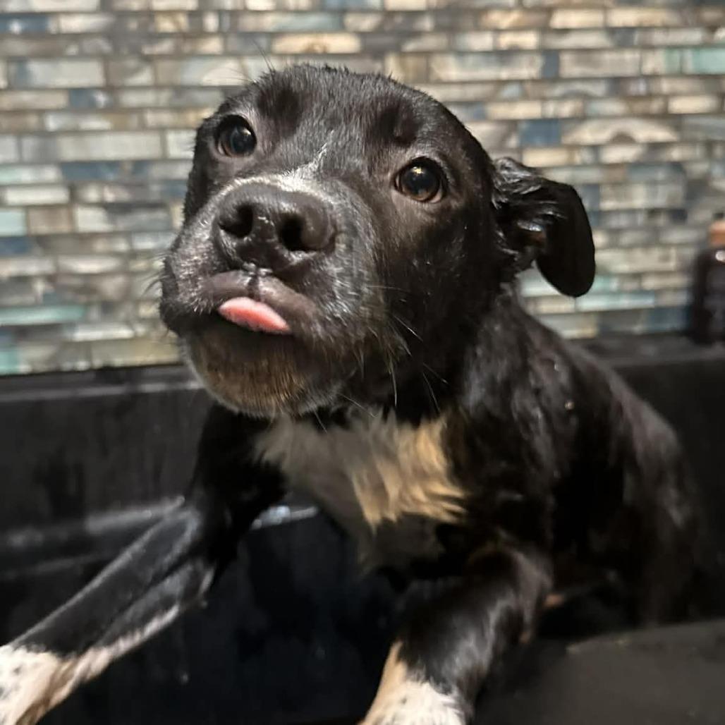 Enlarge Negroni, a Adoptable Mixed Breed in Allyn, WA image 1/6