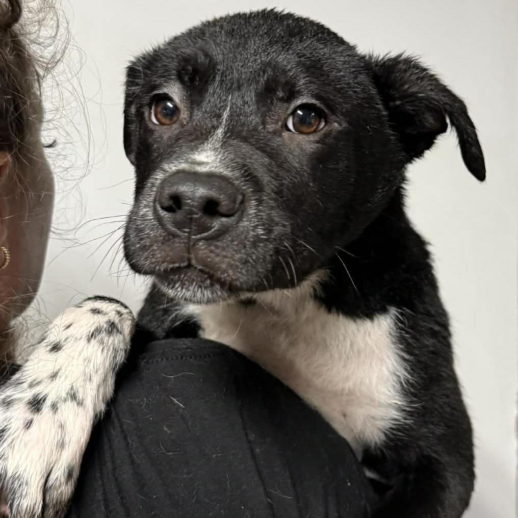 Enlarge Negroni, a Adoptable Mixed Breed in Allyn, WA image 4/6