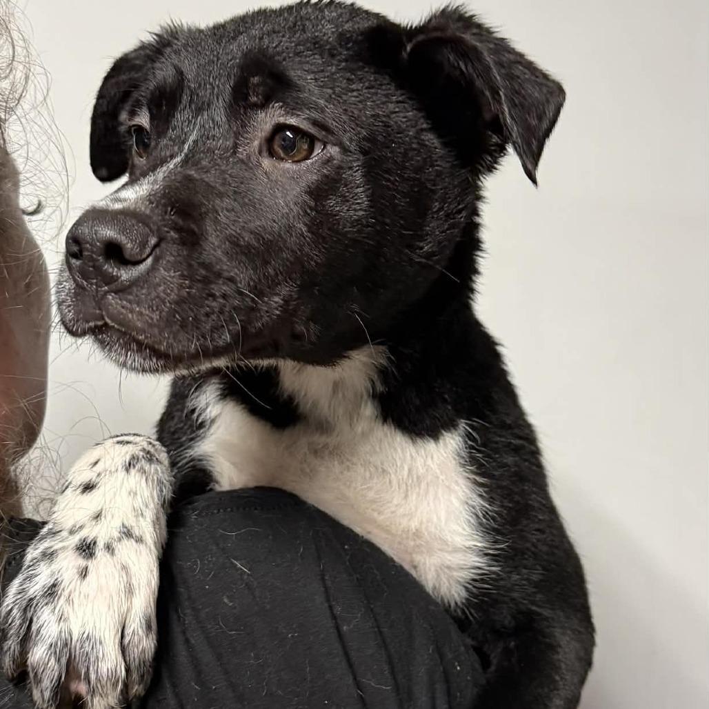 Enlarge Negroni, a Adoptable Mixed Breed in Allyn, WA image 5/6