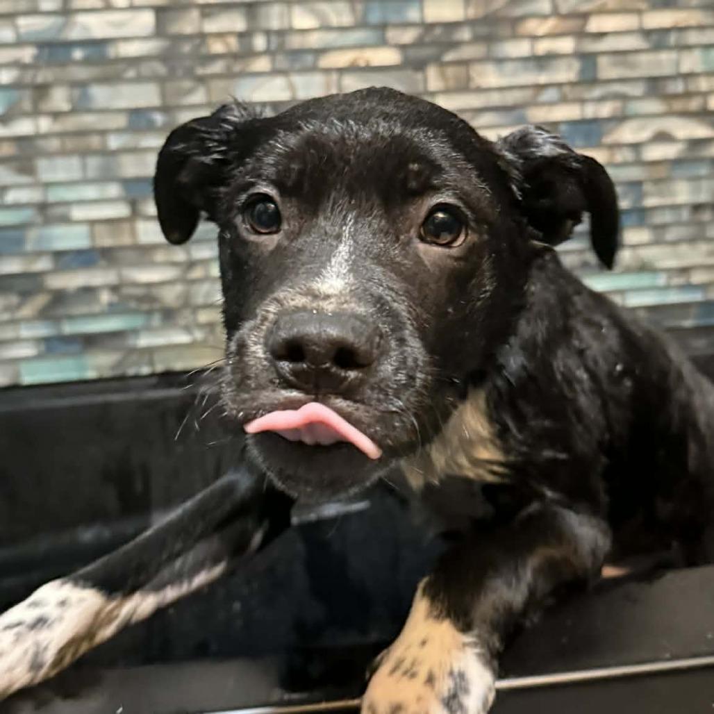 Enlarge Negroni, a Adoptable Mixed Breed in Allyn, WA image 6/6