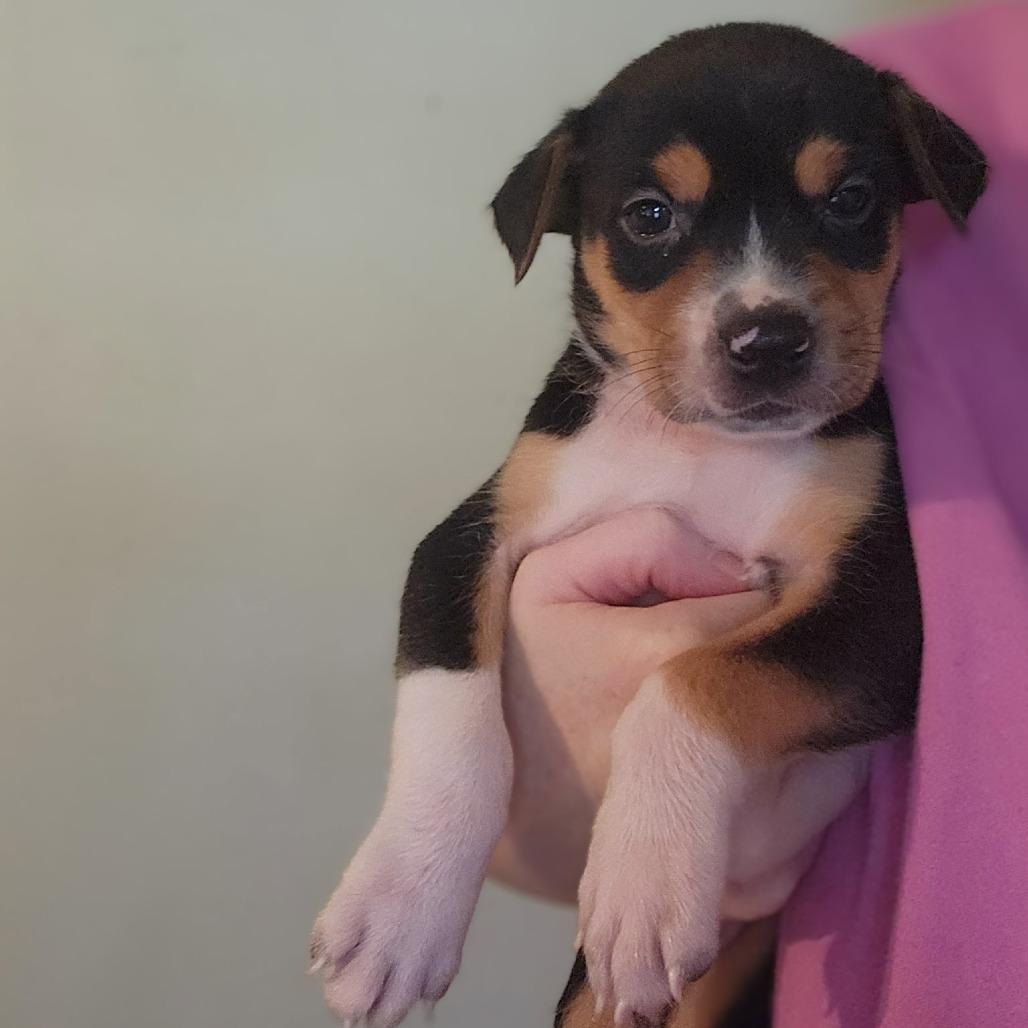 Finn II 25-132, Adoptable, Puppy Male Hound.