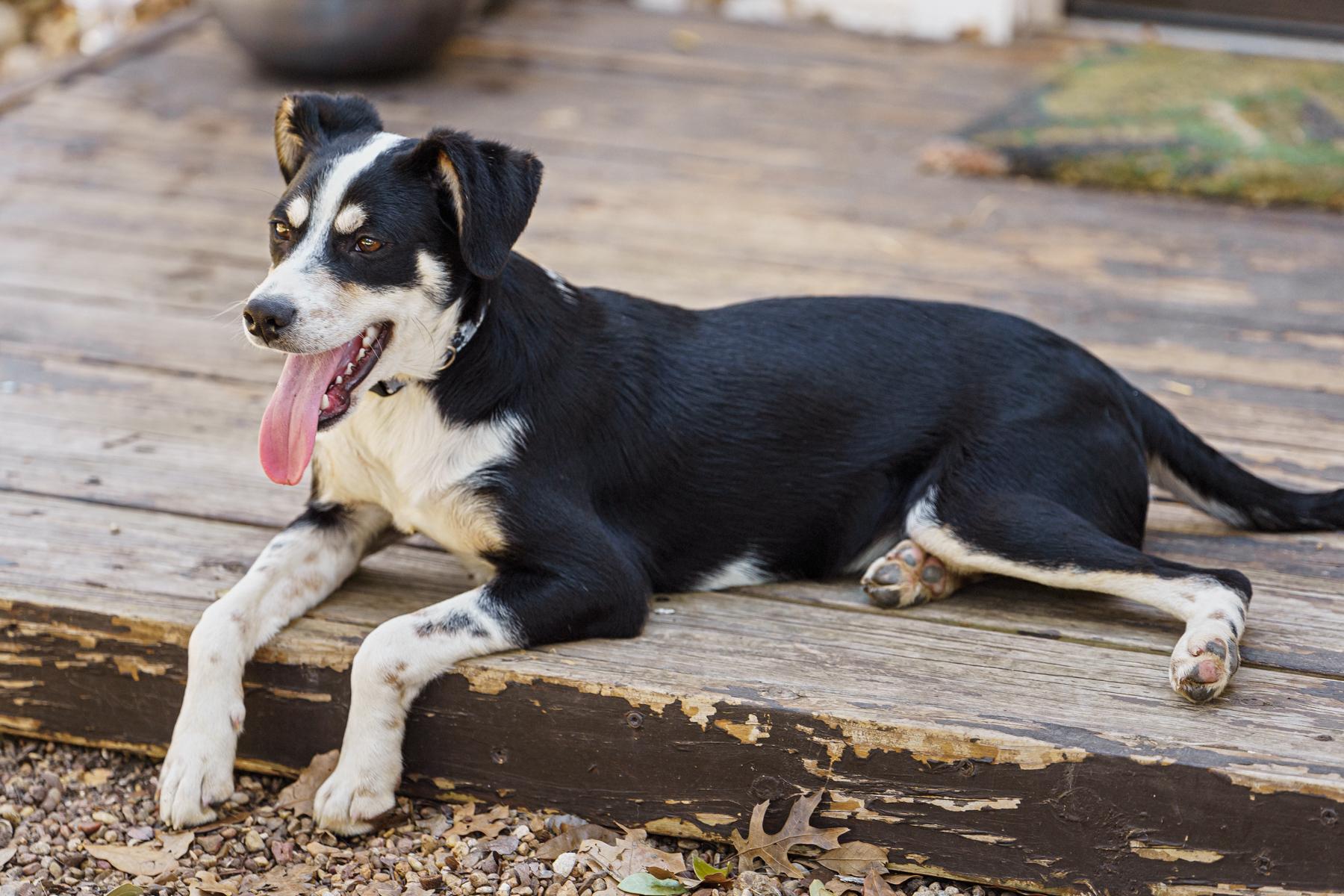 Enlarge Alvin, a Adoptable mixed breed in Austin, TX image 5/6