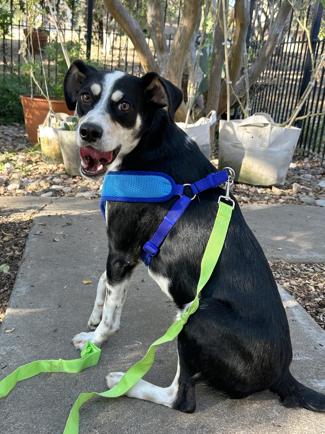 Enlarge Alvin, a Adoptable mixed breed in Austin, TX image 4/6