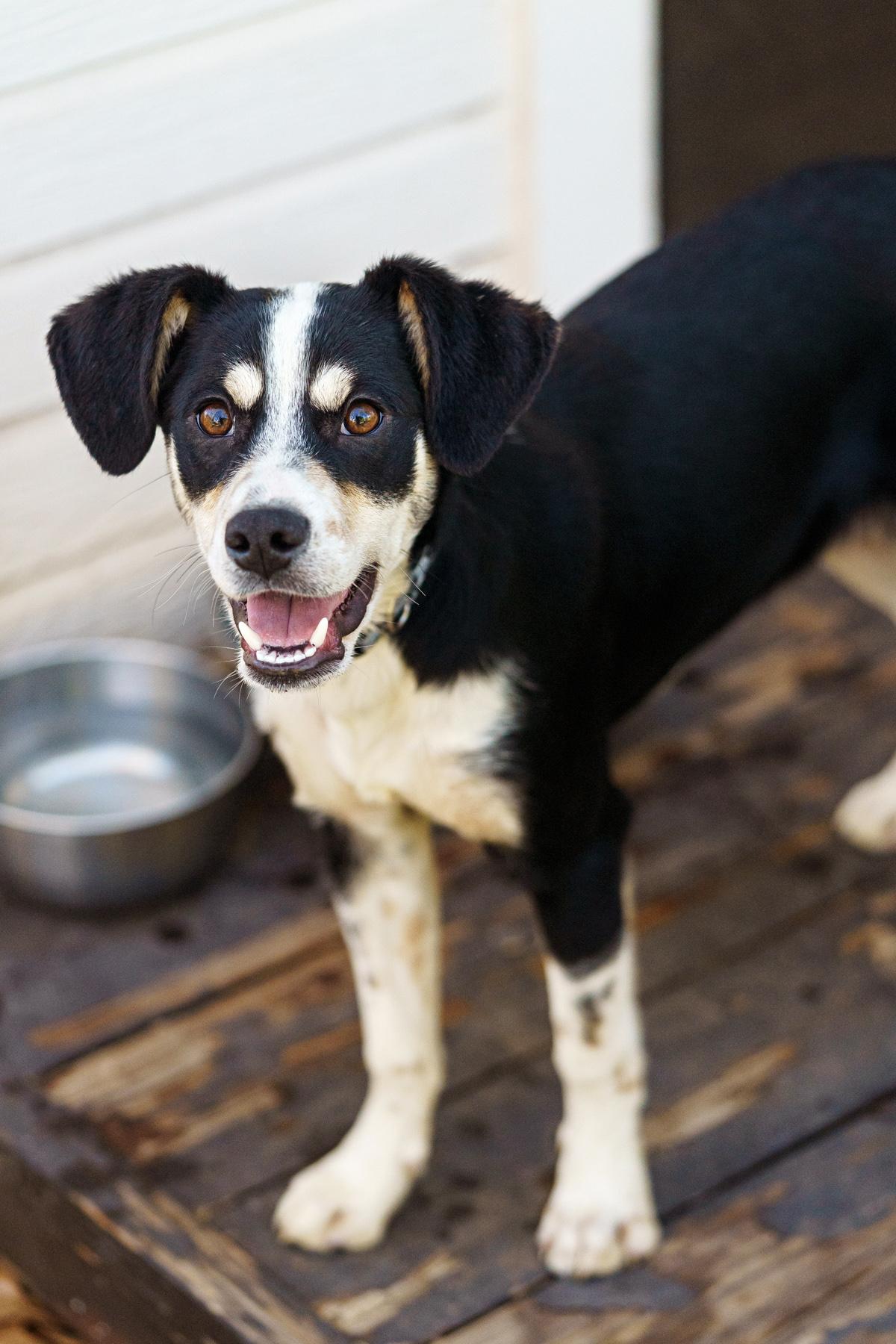 Enlarge Alvin, a Adoptable mixed breed in Austin, TX image 6/6