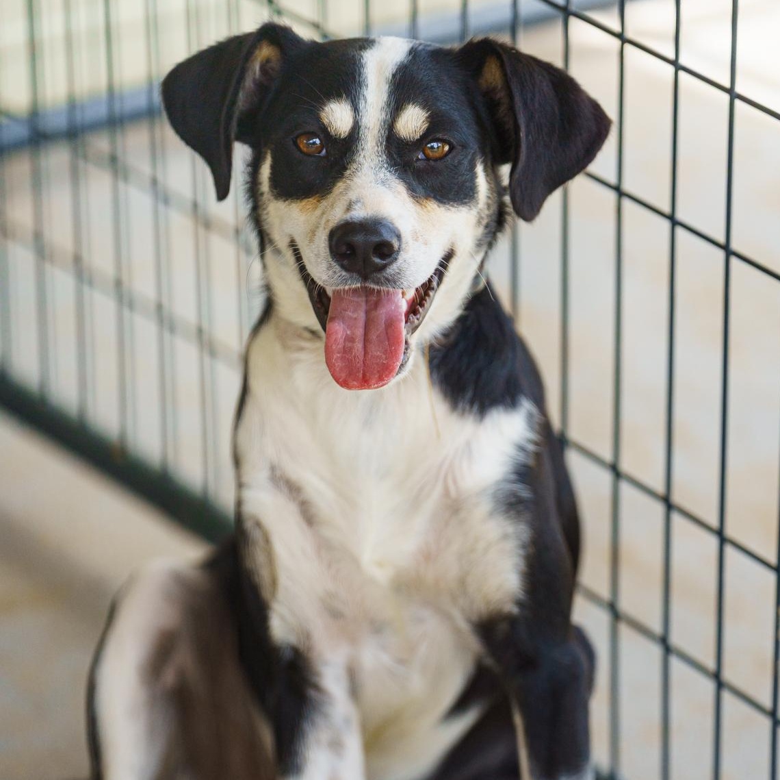Enlarge Alvin, a Adoptable mixed breed in Austin, TX image 1/6