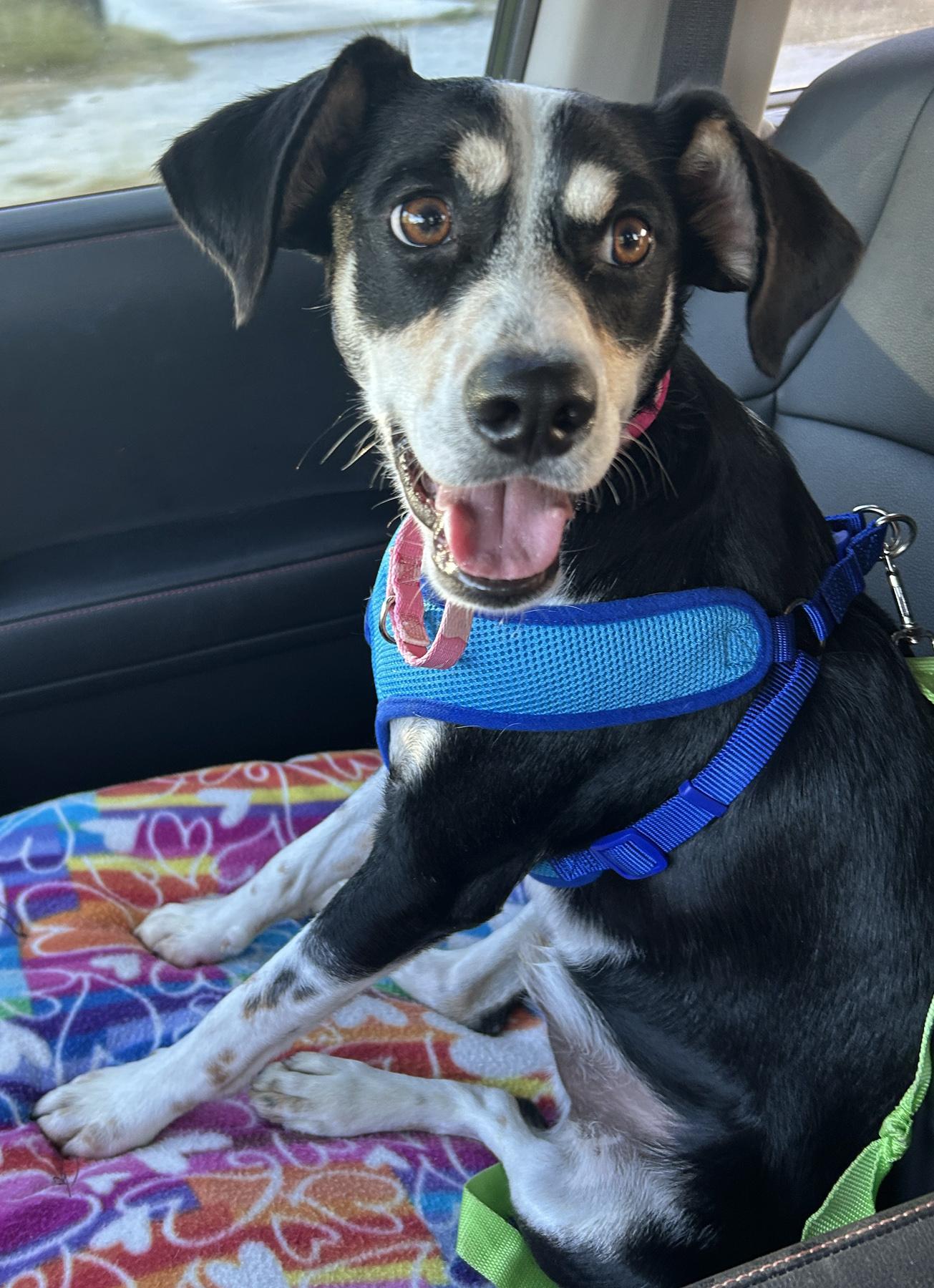 Enlarge Alvin, a Adoptable mixed breed in Austin, TX image 3/6