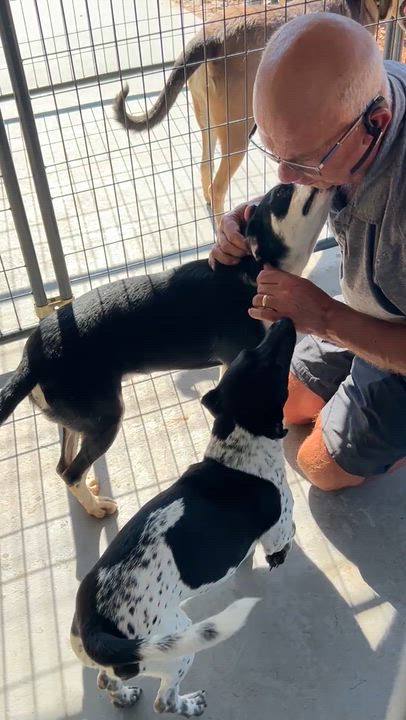 Enlarge Alvin, a Adoptable mixed breed in Austin, TX video 2/6