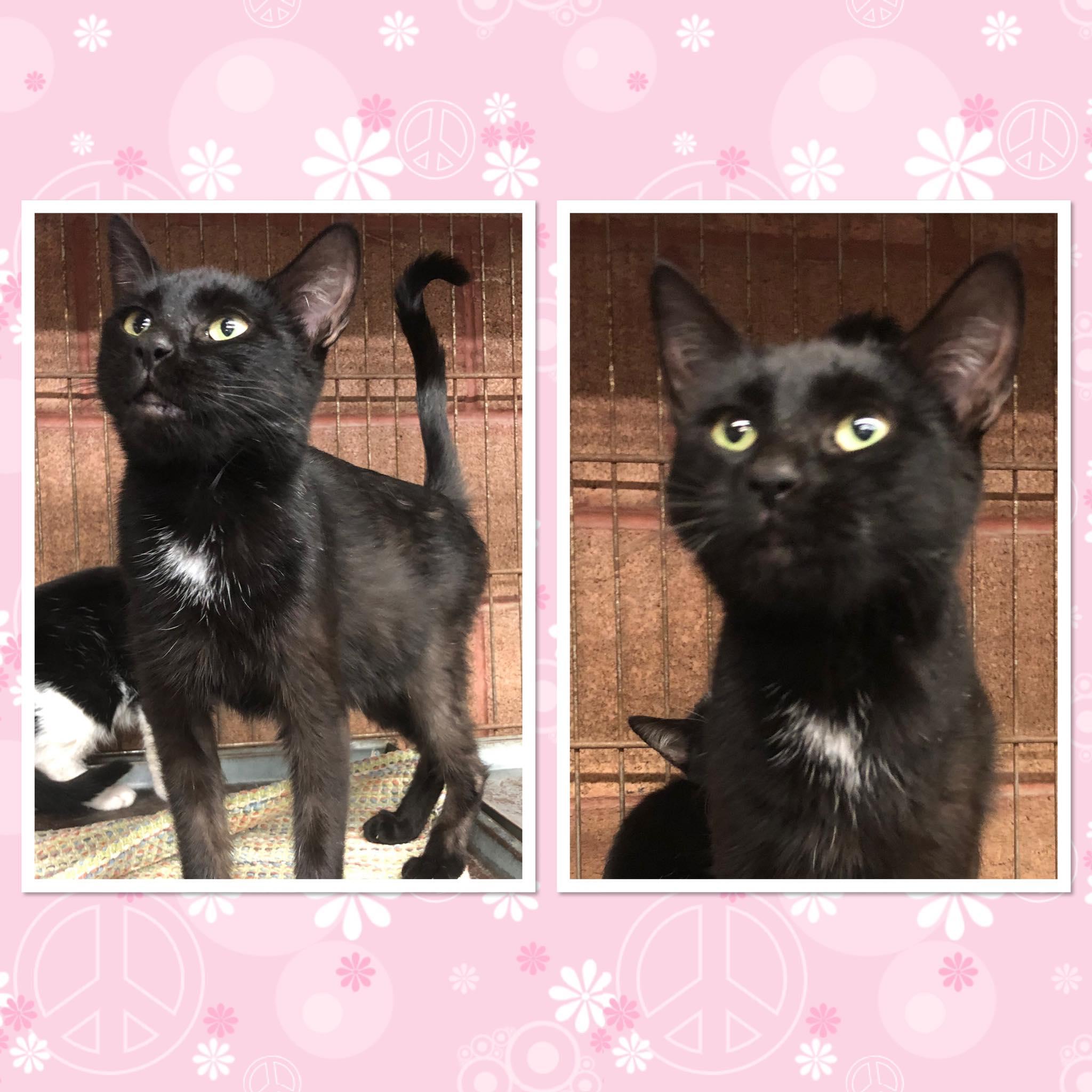 YUKI, ADOPTABLE, Young Female Domestic Short Hair.