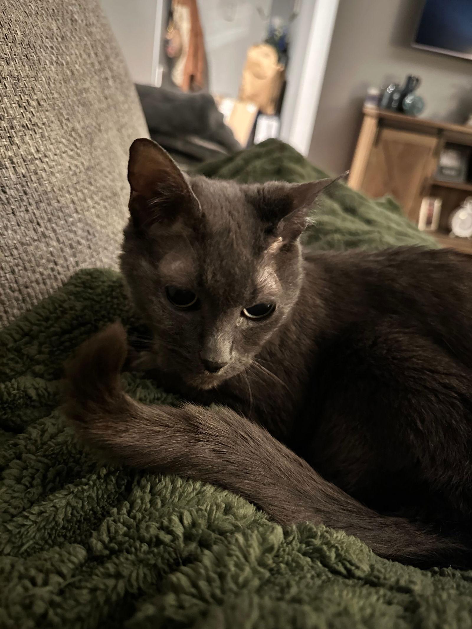 Mindy, Adoptable, Young Female Domestic Short Hair.