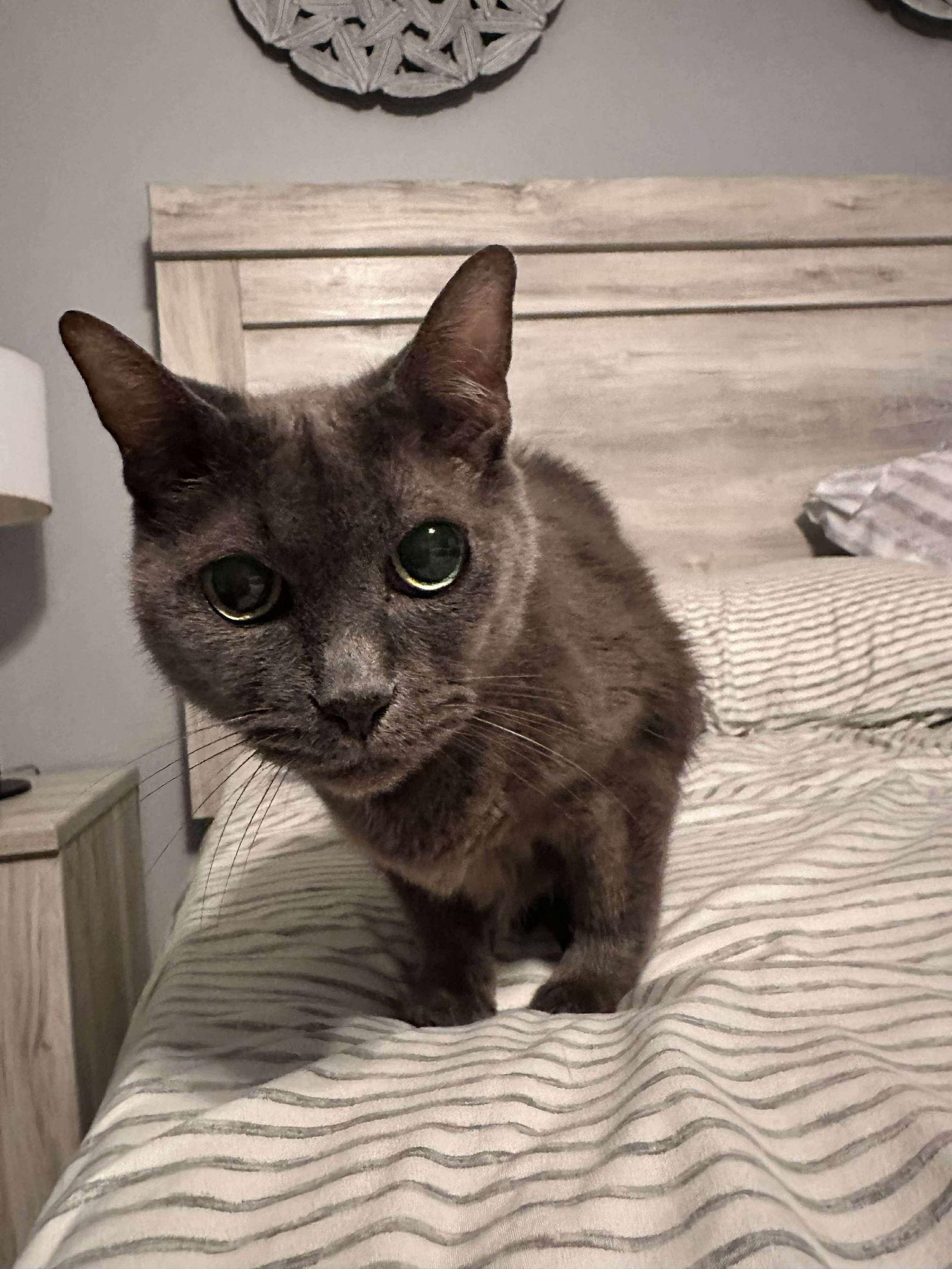 Mindy, a Adoptable Domestic Short Hair in Rockville, MD image 1/3