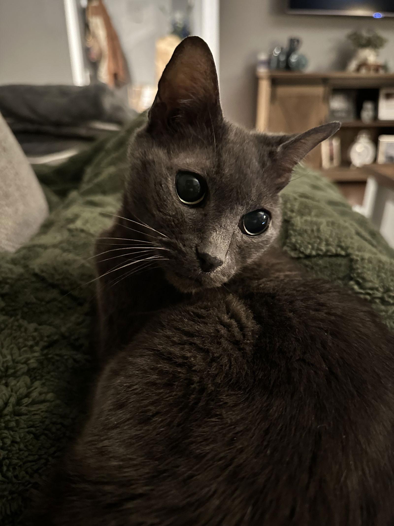 Enlarge Mindy, a Adoptable Domestic Short Hair in Rockville, MD image 2/3