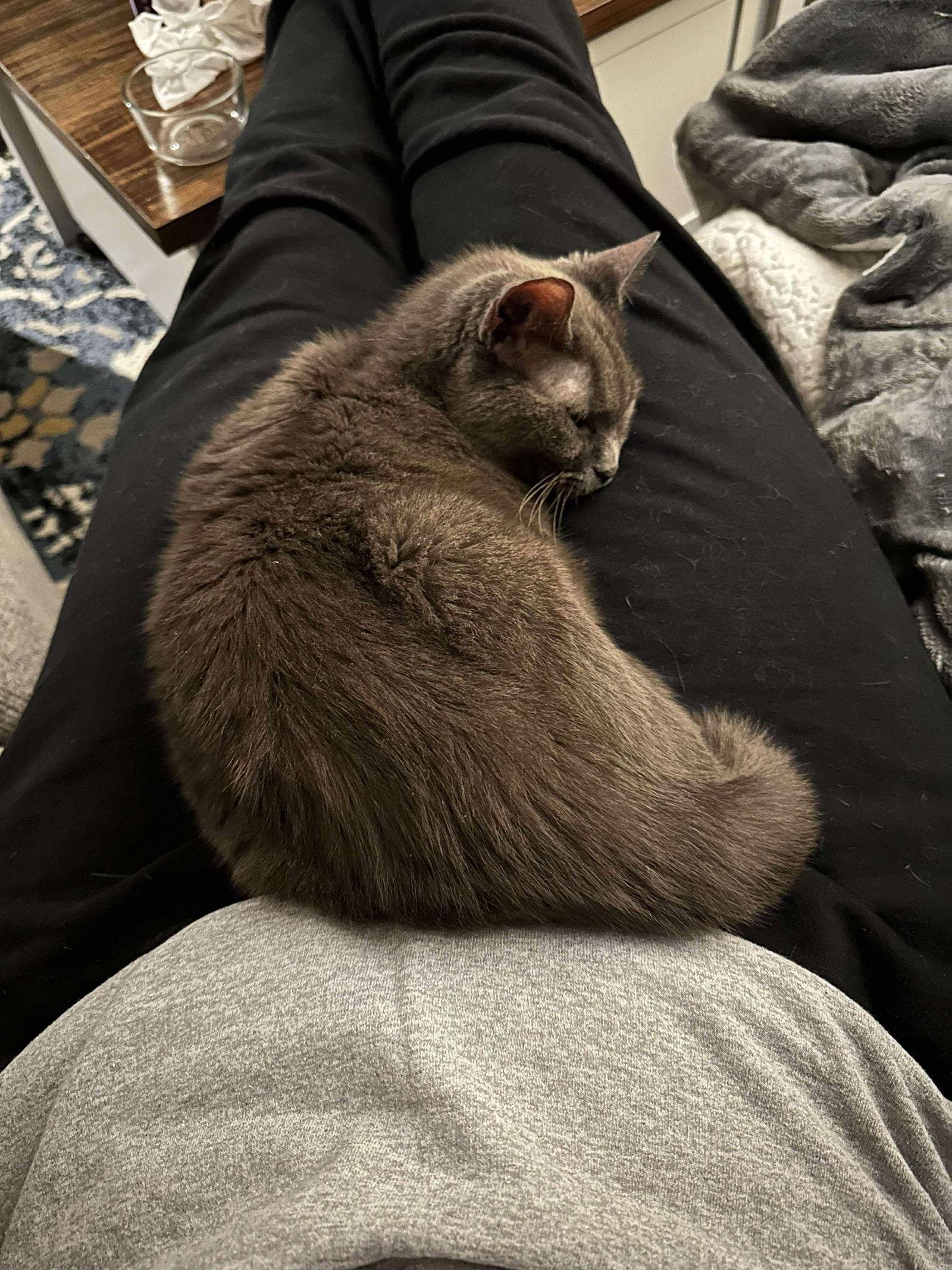 Mindy, a Adoptable Domestic Short Hair in Rockville, MD image 2/3