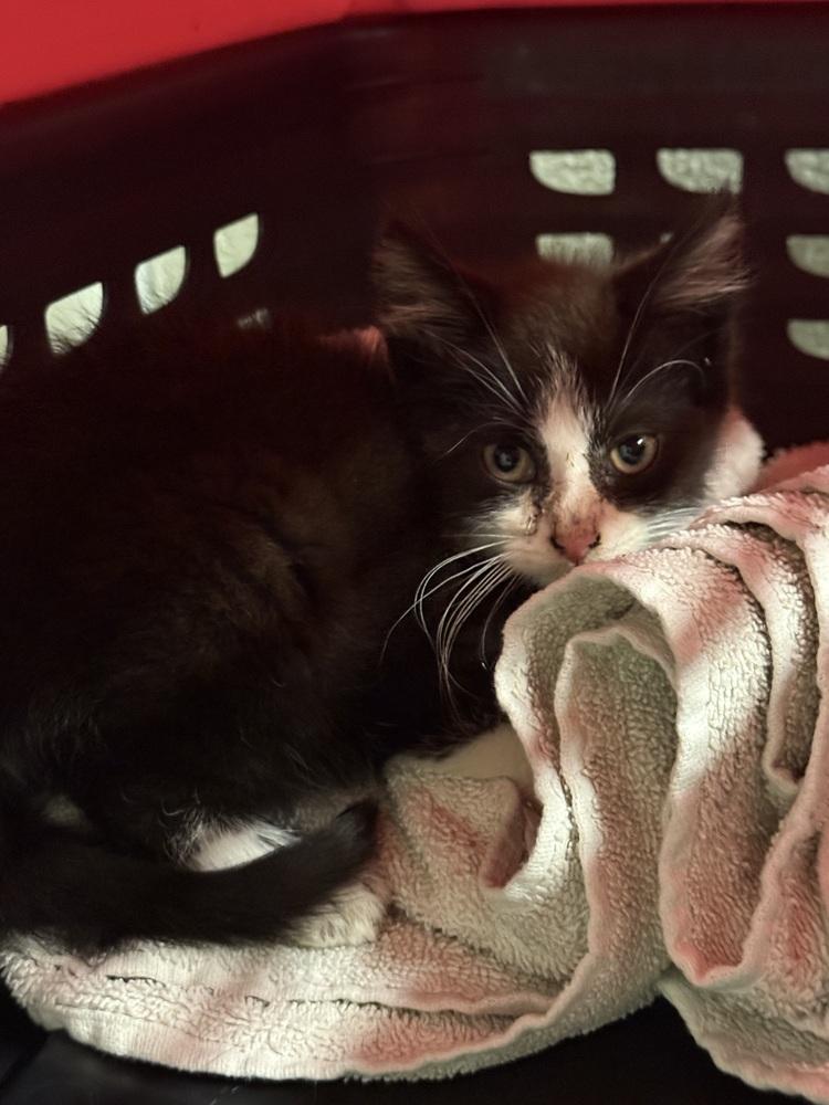 Enlarge Taro, a Adoptable Domestic Short Hair in Palatine, IL image 2/3