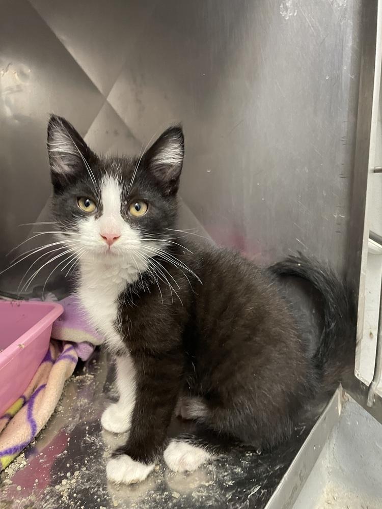 Enlarge Taro, a Adoptable Domestic Short Hair in Palatine, IL image 3/3
