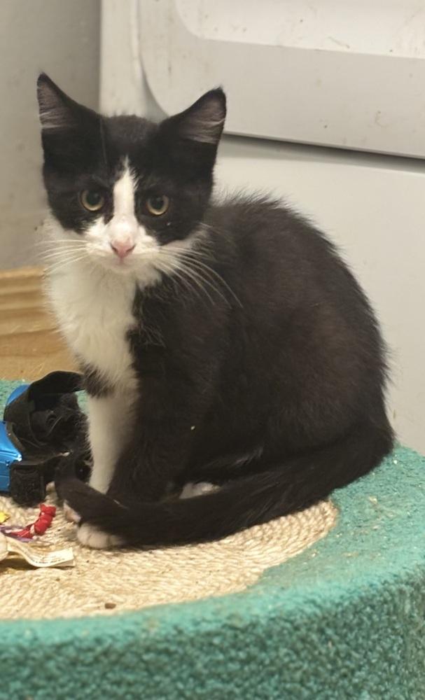 Enlarge Taro, a Adoptable Domestic Short Hair in Palatine, IL image 1/3