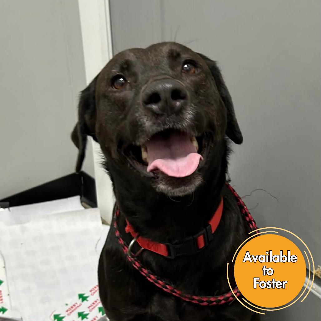 Fiona, a Adoptable mixed breed in Normal, IL image 1/6