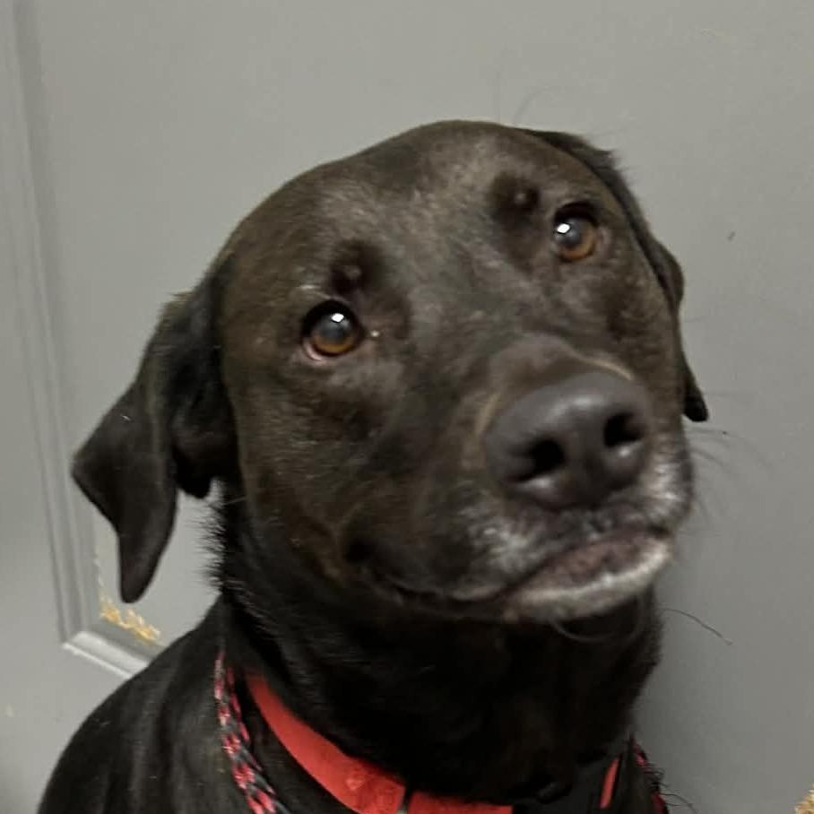 Enlarge Fiona, a Adoptable mixed breed in Normal, IL image 1/6