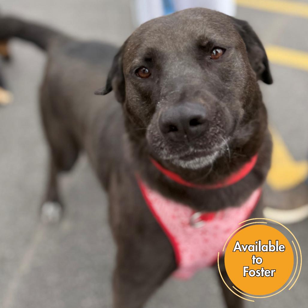 Enlarge Fiona, a Adoptable mixed breed in Normal, IL image 2/6