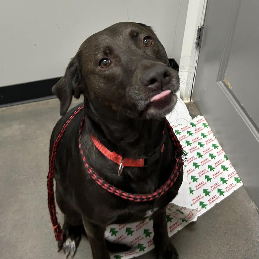 Enlarge Fiona, a Adoptable mixed breed in Normal, IL image 4/6