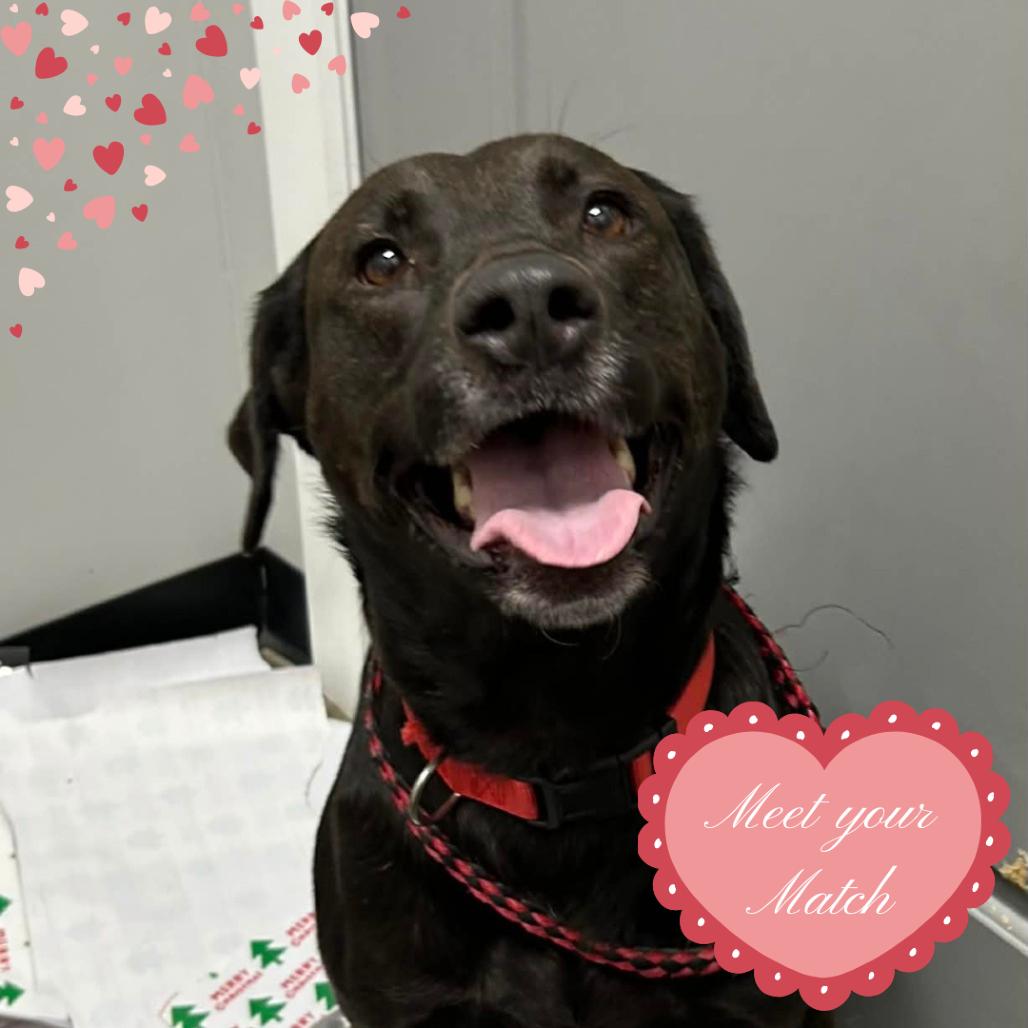 Enlarge Fiona, a Adoptable mixed breed in Normal, IL image 5/6