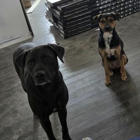 Enlarge Fiona, a Adoptable mixed breed in Normal, IL image 6/6