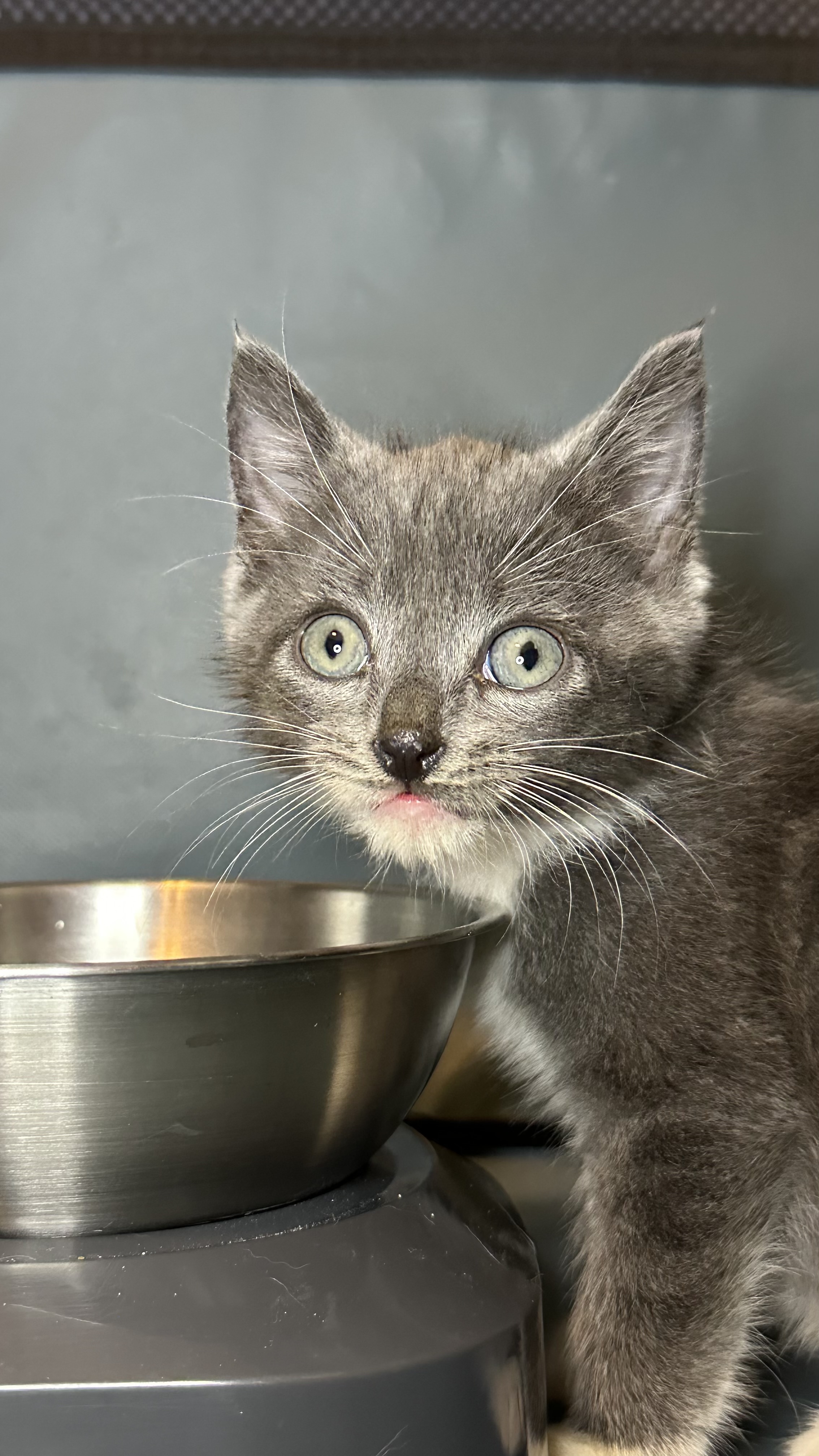 Cat for adoption Uno, a Domestic Short Hair & Russian Blue Mix in