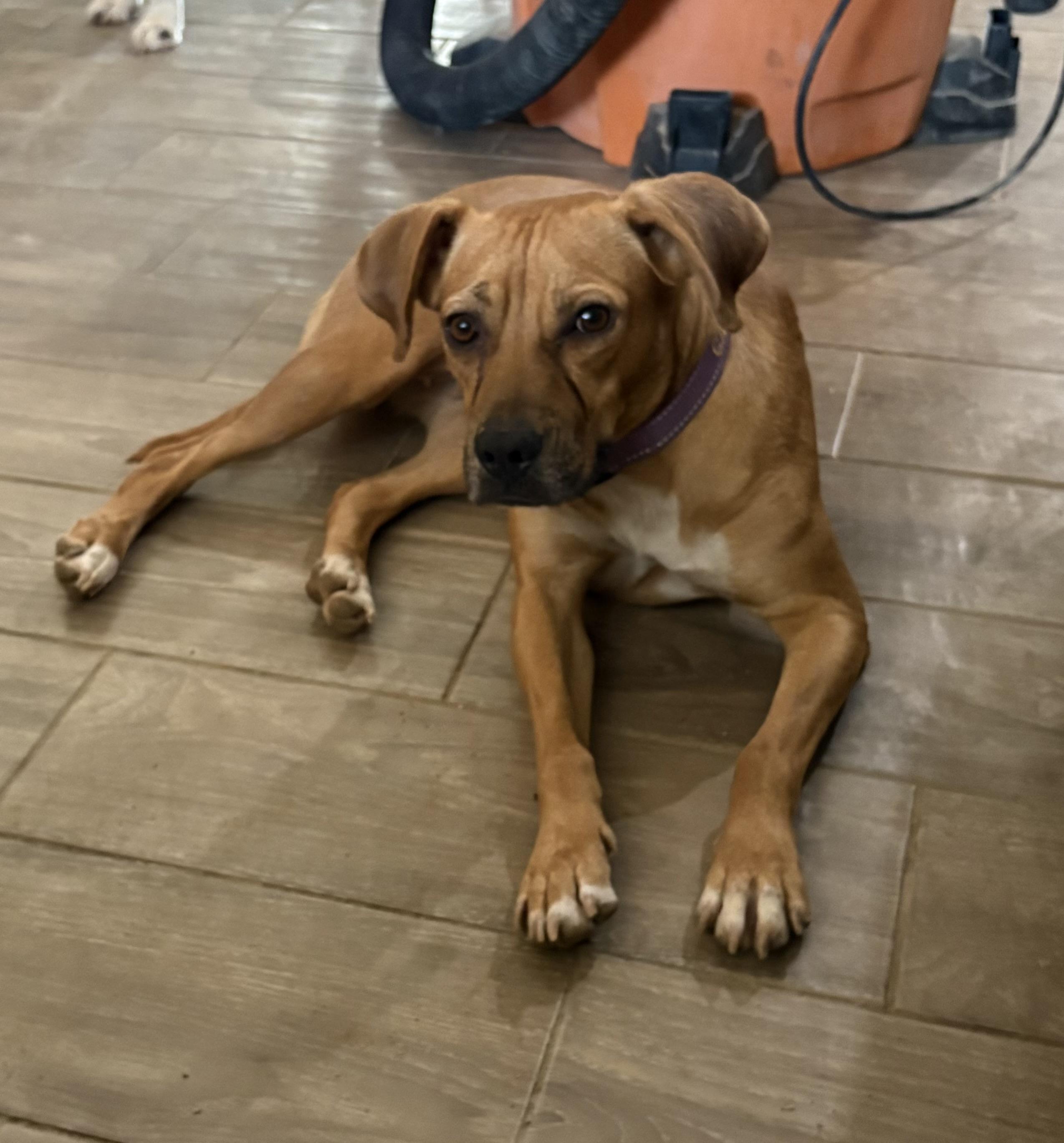 Enlarge Karly, a Adoptable mixed breed in Tucson, AZ image 1/6