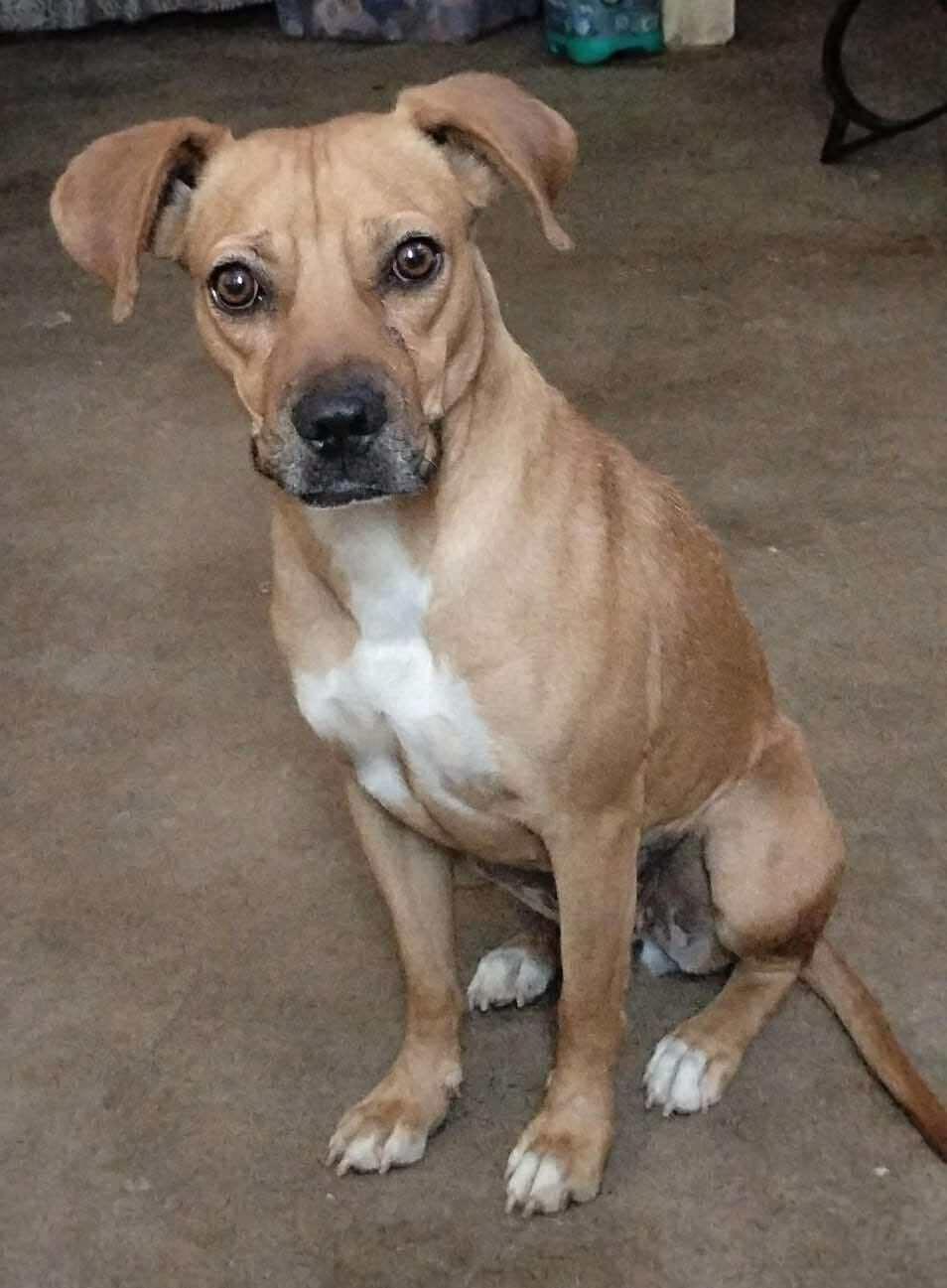 Enlarge Karly, a Adoptable mixed breed in Tucson, AZ image 2/6