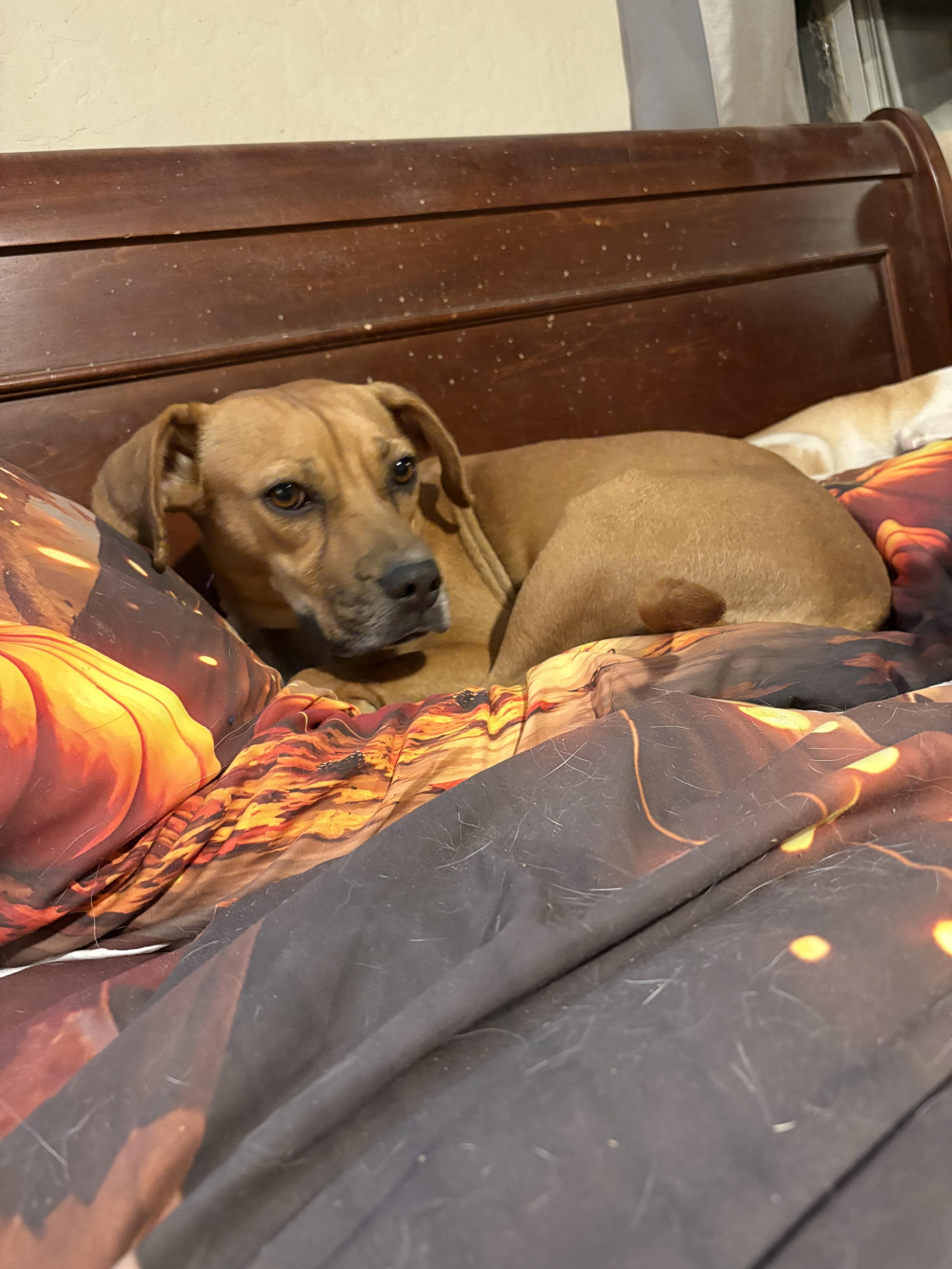 Enlarge Karly, a Adoptable mixed breed in Tucson, AZ image 4/6