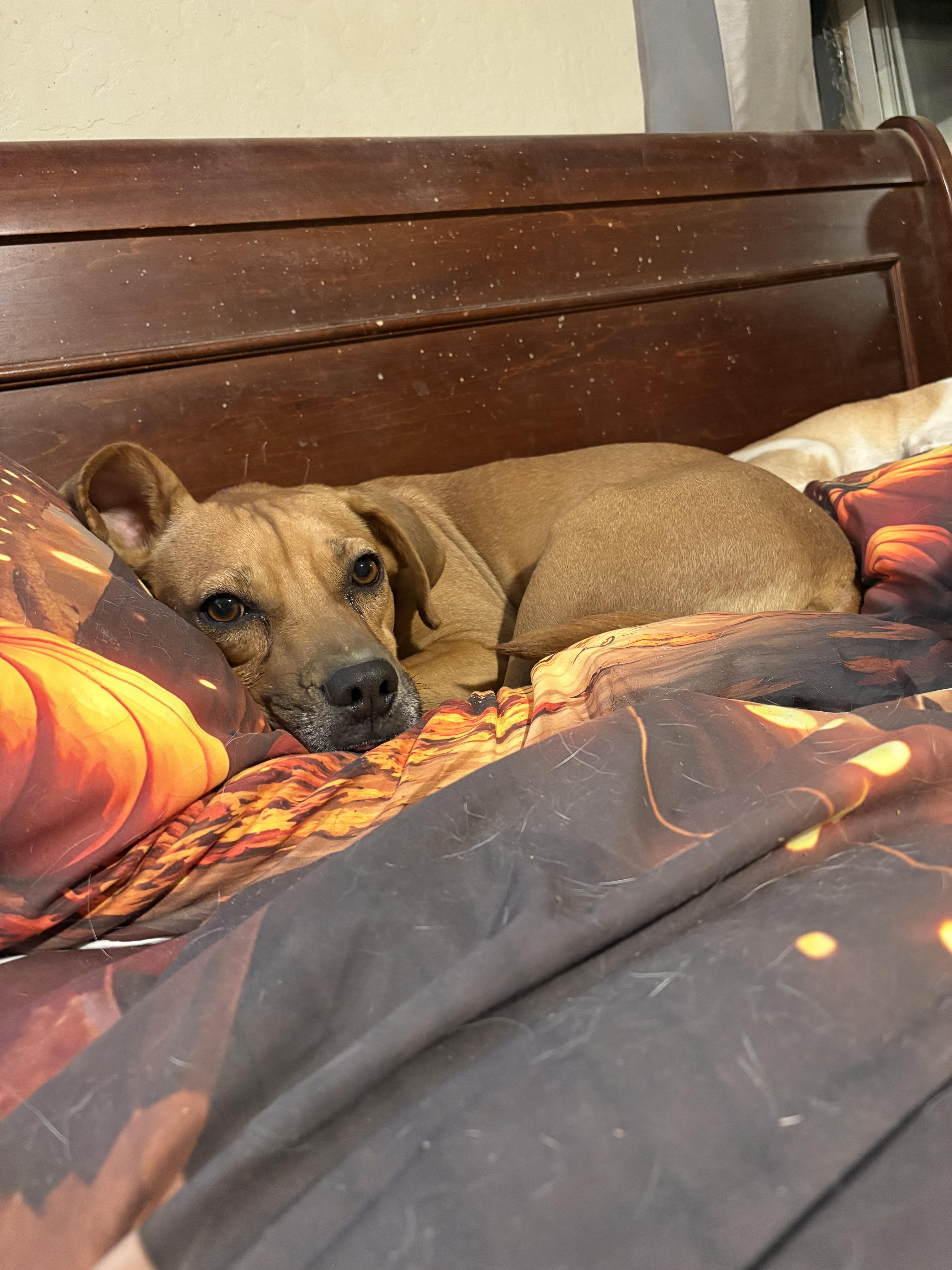 Enlarge Karly, a Adoptable mixed breed in Tucson, AZ image 5/6