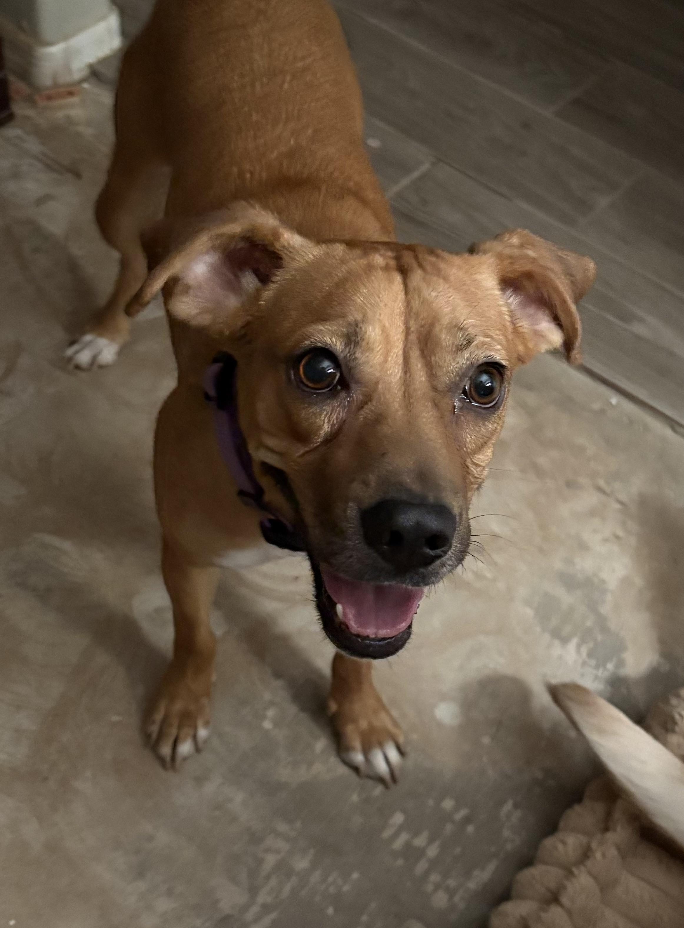 Enlarge Karly, a Adoptable mixed breed in Tucson, AZ image 6/6