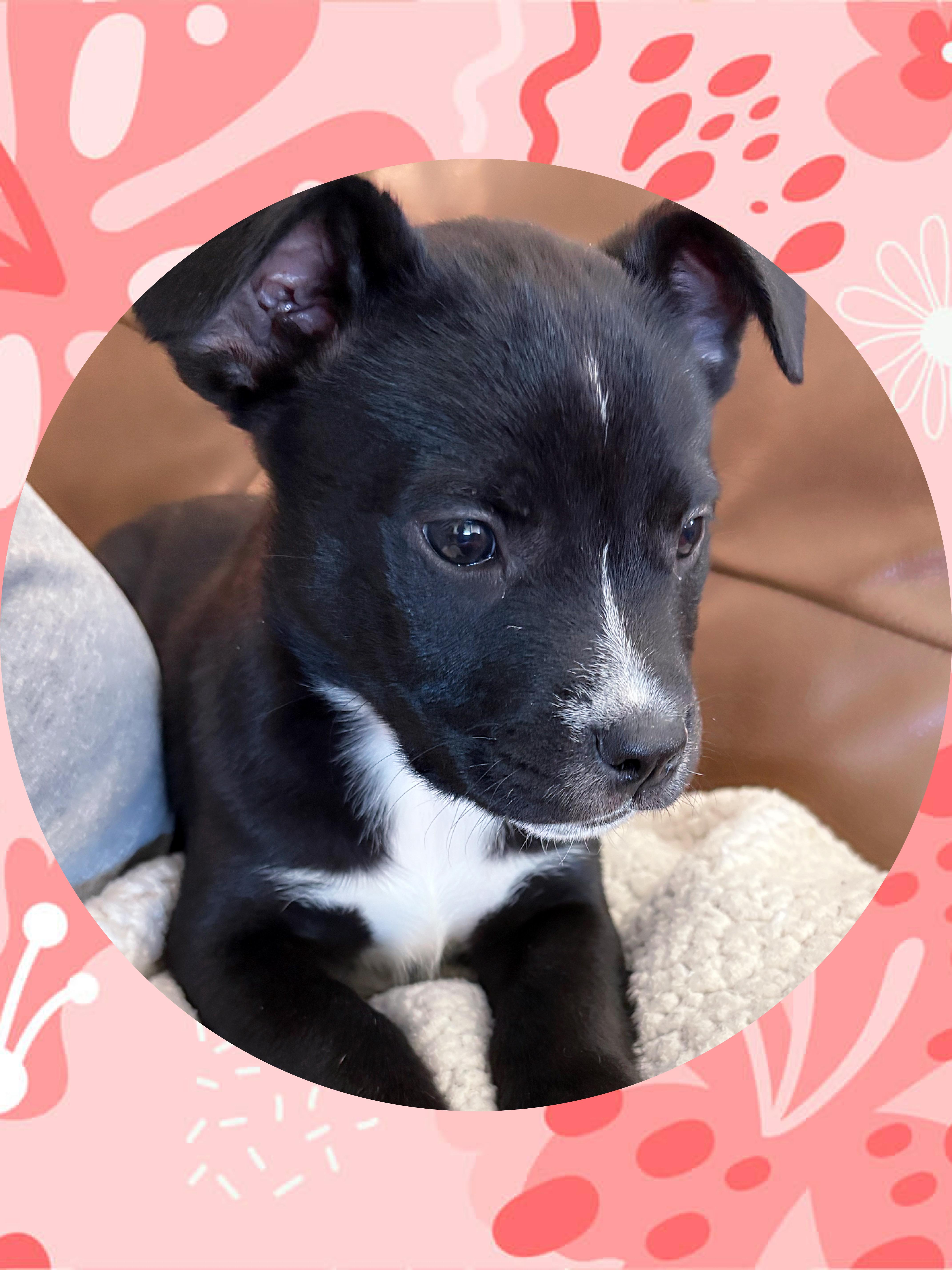 STARRY Noche, a ADOPTABLE mixed breed in Chandler, AZ image 4/4