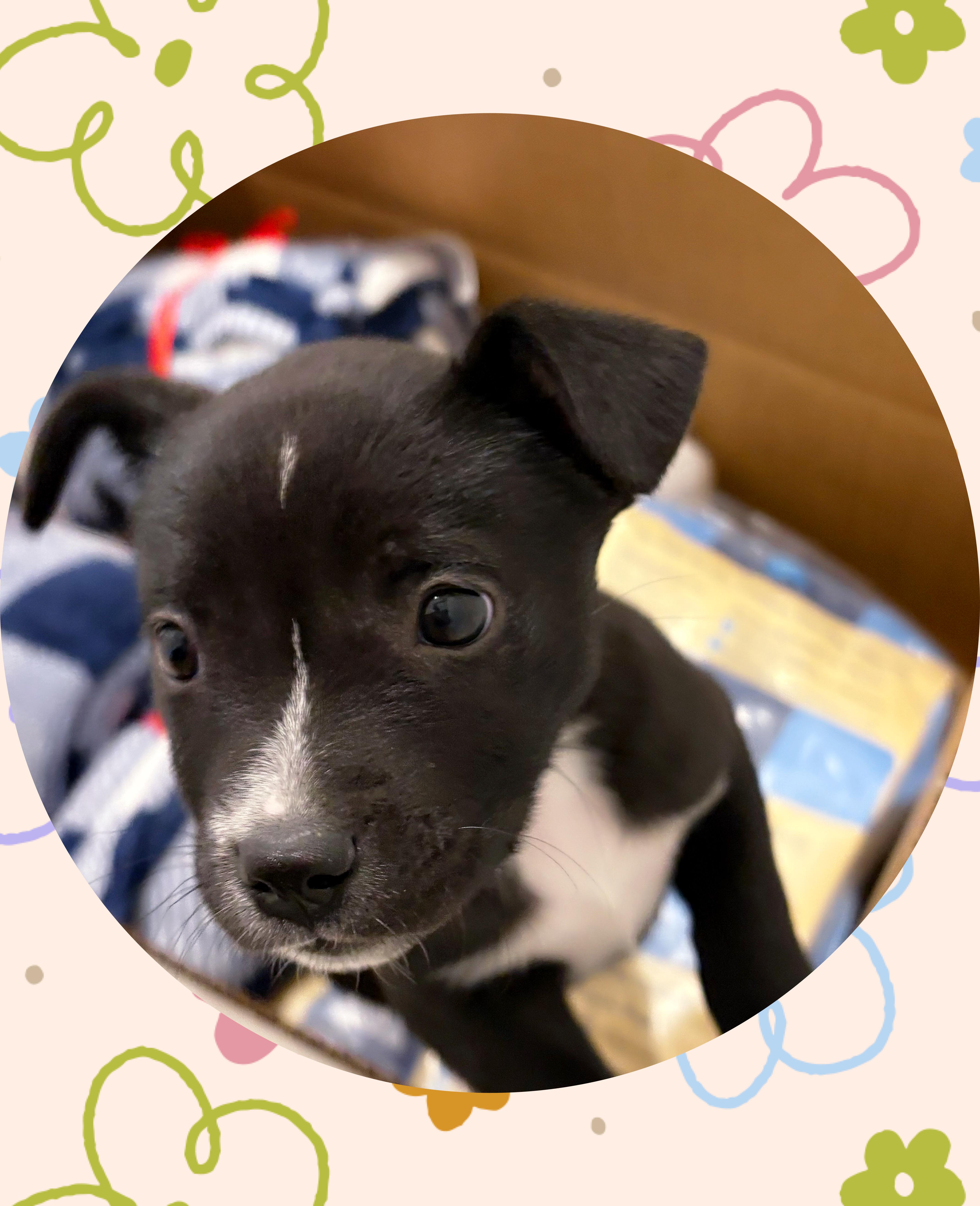 STARRY Noche, ADOPTABLE, Puppy Female Labrador Retriever & American Bulldog.