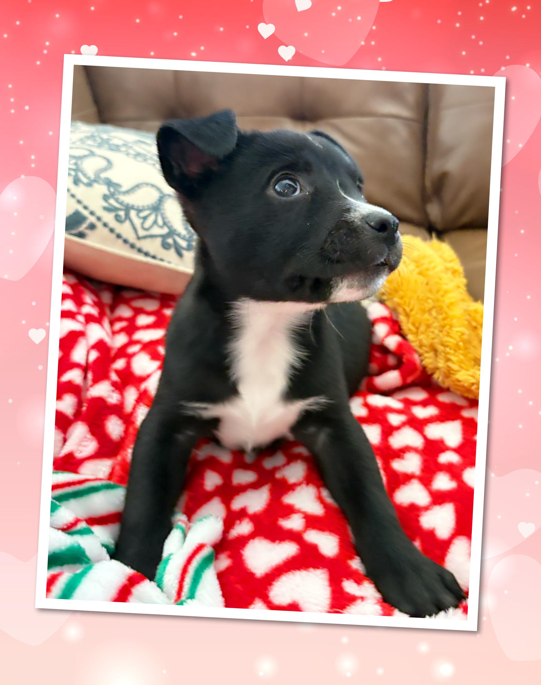 STARRY Noche, a ADOPTABLE mixed breed in Chandler, AZ image 3/4