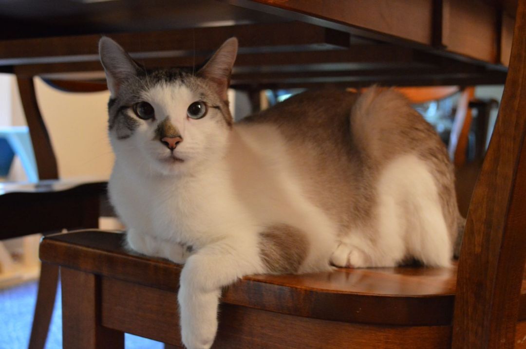 Cat for adoption Trevor , a Siamese Mix in Kalamazoo, MI Petfinder