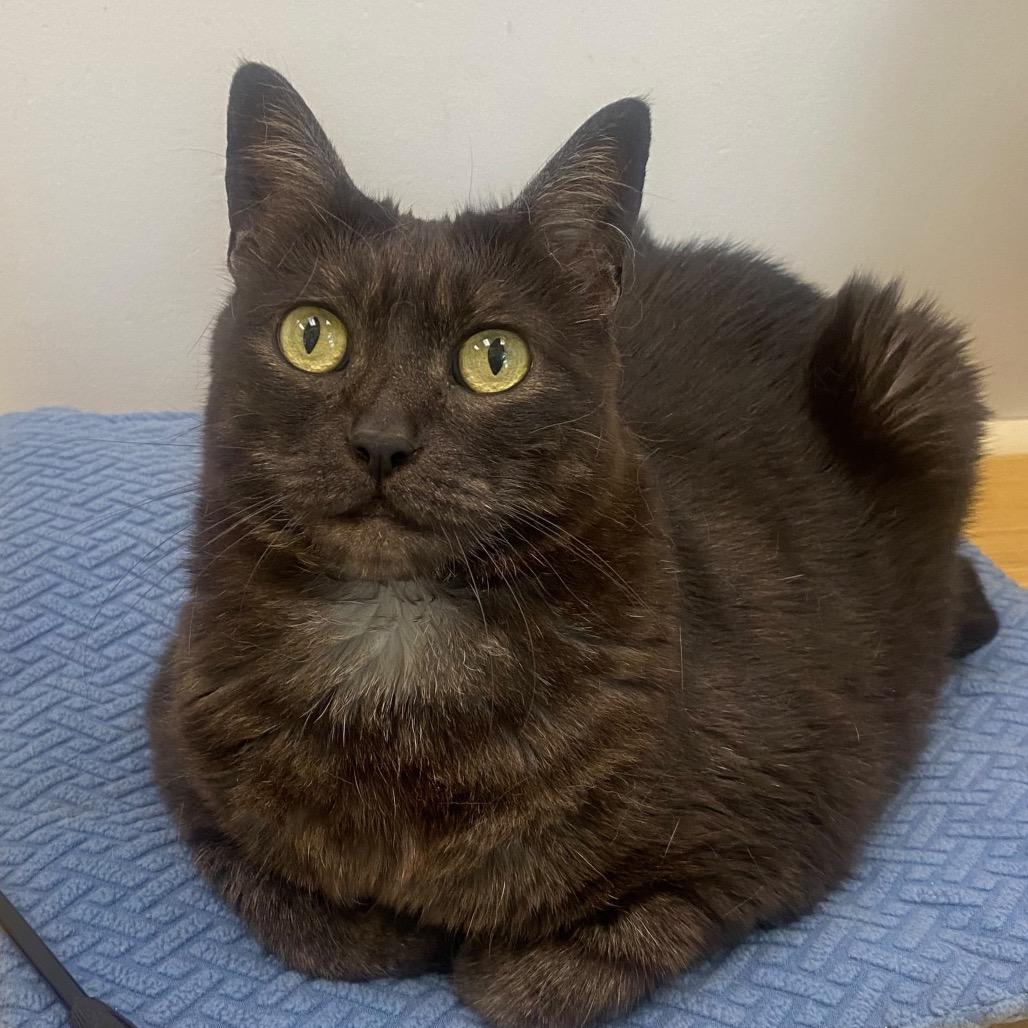 Squiggle, Adoptable, Senior Female Domestic Short Hair.