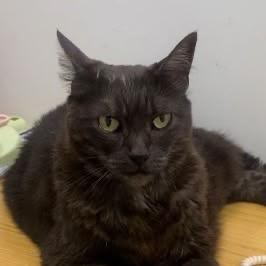 Squiggle, a Adoptable Domestic Short Hair in Temecula, CA image 2/4