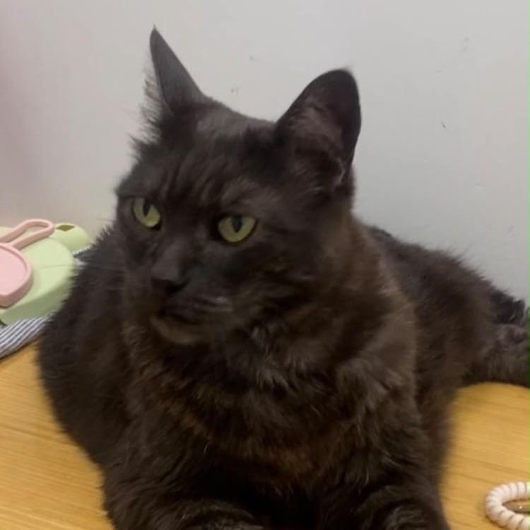 Squiggle, a Adoptable Domestic Short Hair in Temecula, CA image 3/4
