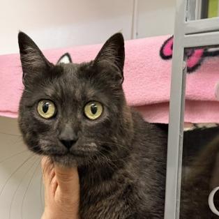 Squiggle, a Adoptable Domestic Short Hair in Temecula, CA image 4/4